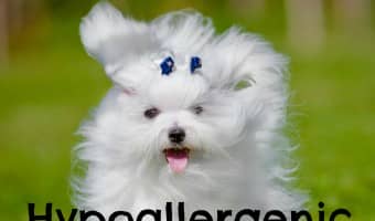 While there are no hypoallergenic dogs that don't shed at all, these five fabulous breeds that shed the very least, making them perfect for allergies.