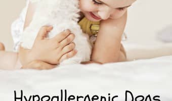 Looking for hypoallergenic dogs that don't shed and are good with kids? Yes, they do exist! Check out our list of our favorite breeds that fit the criteria.
