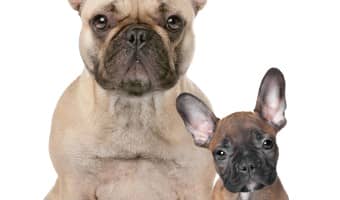Wondering what types of things you need to consider when getting a second dog? We'll tell you exactly what you need to know to create harmony in your house!