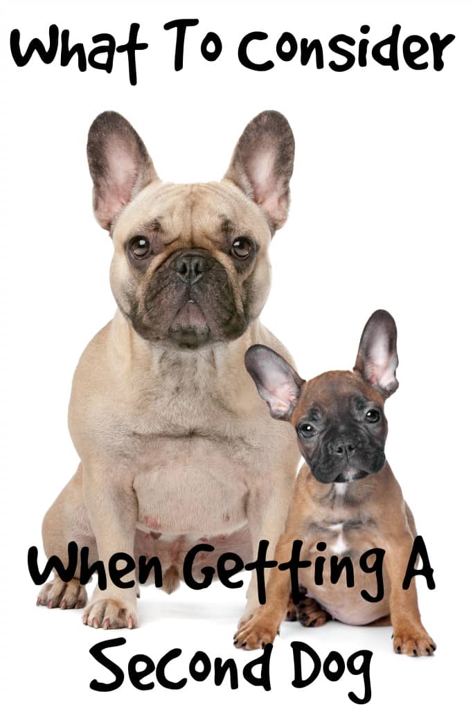 What To Consider When Getting A Second Dog Dog Vills