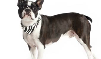 Looking for great short haired breeds that don't shed all over the house? Check out a few of our favorite dogs that won't leave fur all over your clothes!