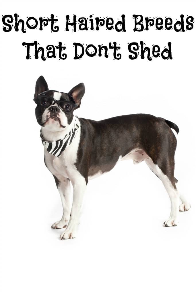 Short Haired Breeds That Don T Shed Dogvills