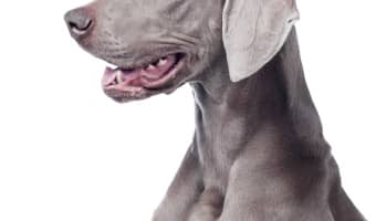 Is show dog training a good fit for you and your dog? Check out the basics of this training type and see if both you and Fido have what it takes to compete!