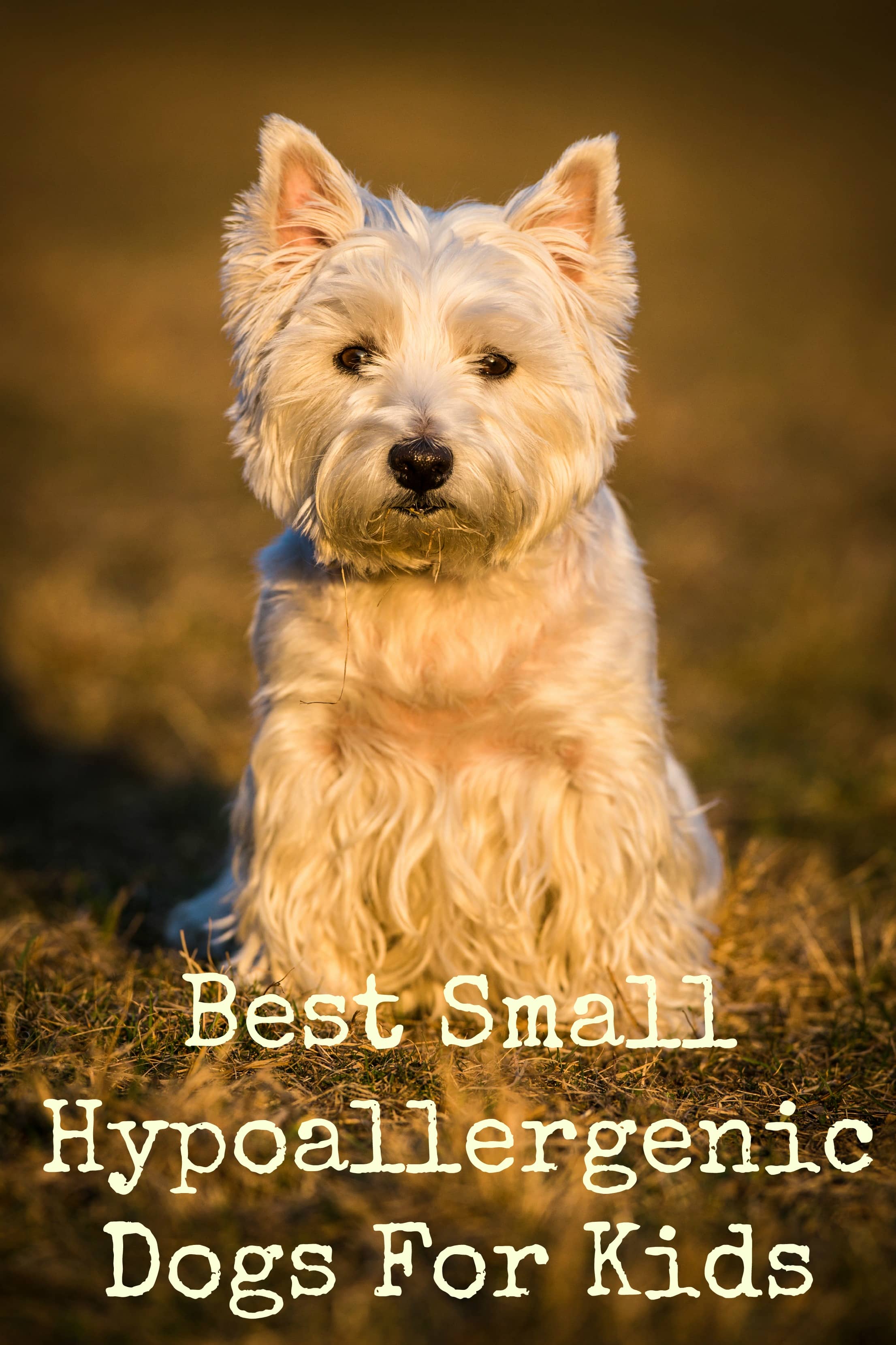 Small Hypoallergenic Dogs For Kids - Dog Vills