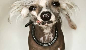 Breeds That Don T Bark Archives Dogvills