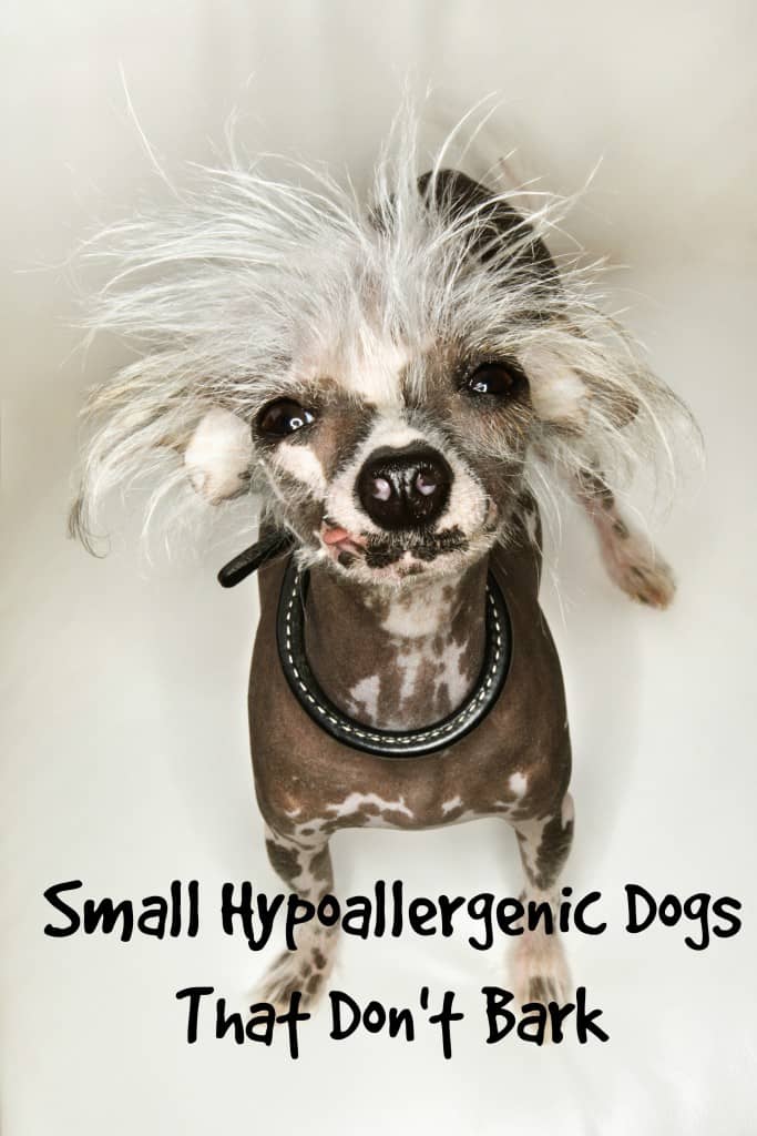 Small Hypoallergenic Dogs That Don\'t Bark...Much - Dog Vills