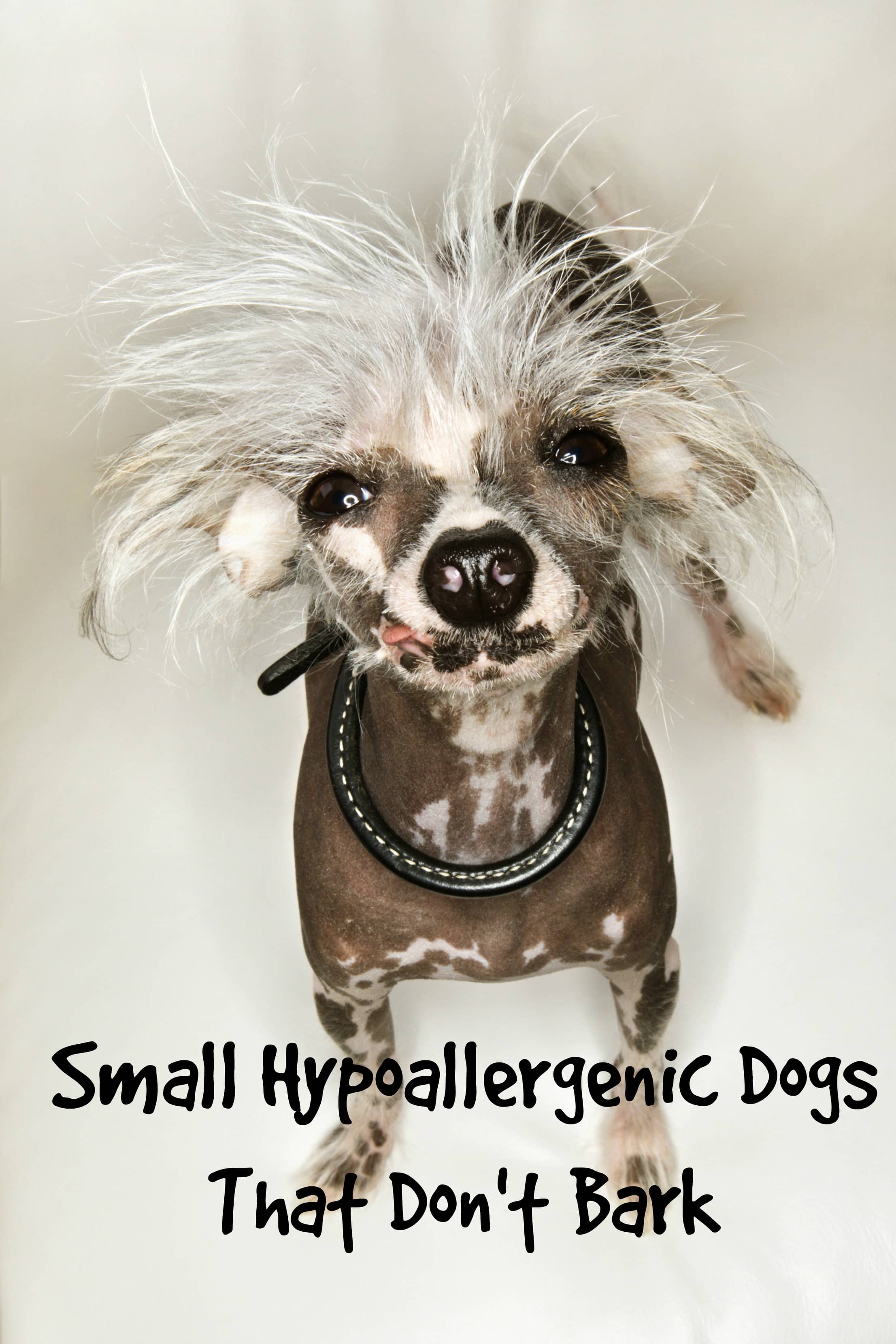 small hypoallergenic dogs that don't bark...much - dog vills