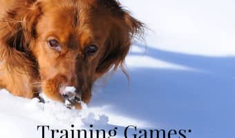 Playing training games to stimulate your dog's sense of smell isn't just a way to teach him useful new tricks, it's also a fun way to switch things up!