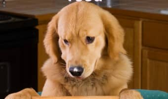 Planning on trying a few dog food recipes? Before you start, check out what to consider when making homemade dog food to make sure it's as safe as possible.
