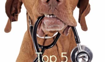Fido scooting across the rug? Spot suddenly got the shakes? They could have one of these top five freakiest dog ailments! Check them out to learn more!