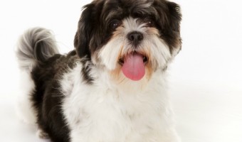 Looking for the best small hypoallergenic dogs for adoption? Check out our list of some of the sweetest pooches that your family will adore!