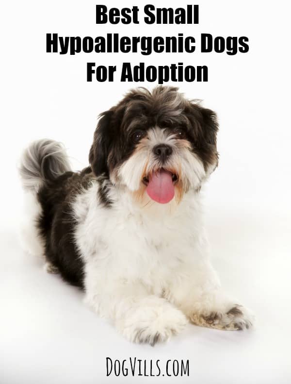 Best Small Hypoallergenic Dogs For Adoption - Dog Vills