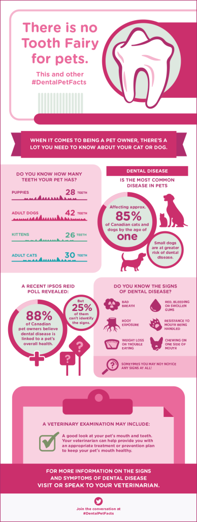 Are You Neglecting Your Dog's Dental Health? #PetDentalHealth