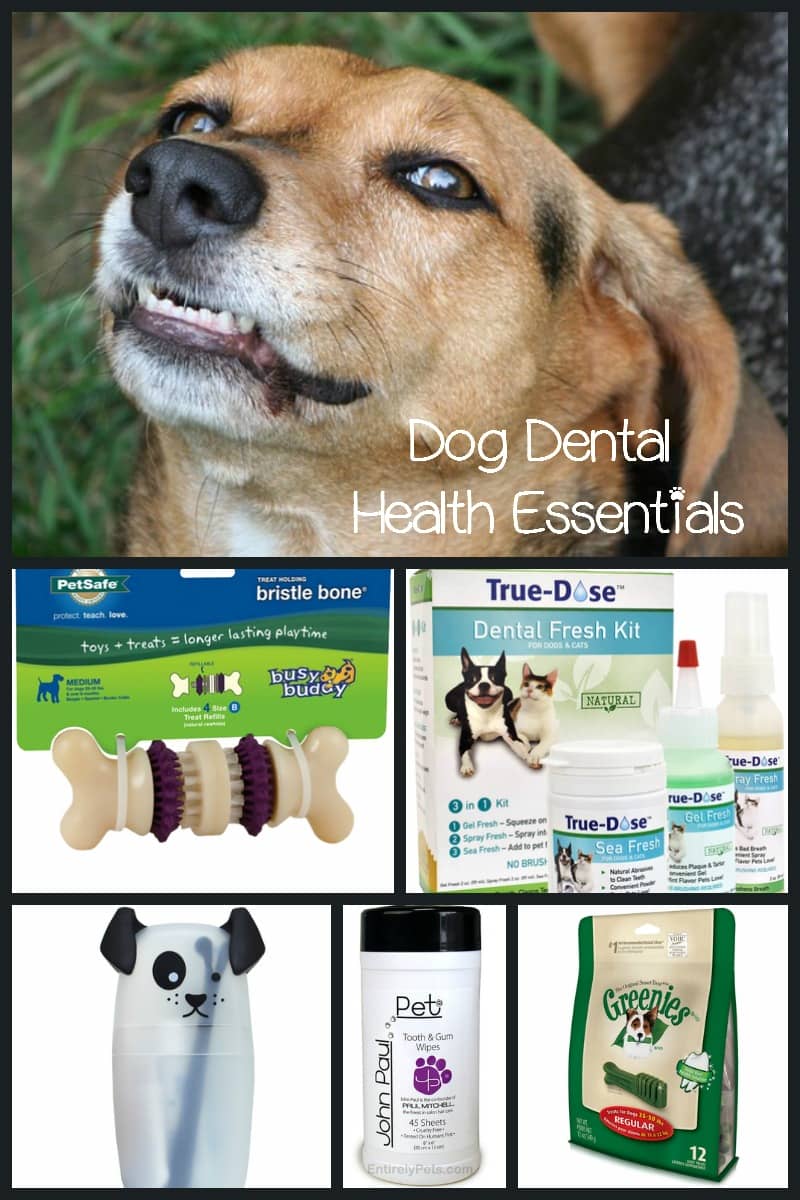 MustHave Products for Your Dog's Dental Health Dog Vills