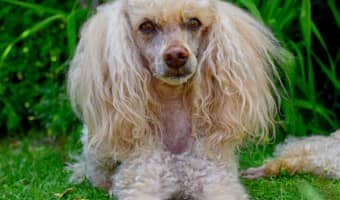 Looking for the best dogs with hypoallergenic coats? Check out these pooches that will make the perfect addition to your family, even if you have allergies!