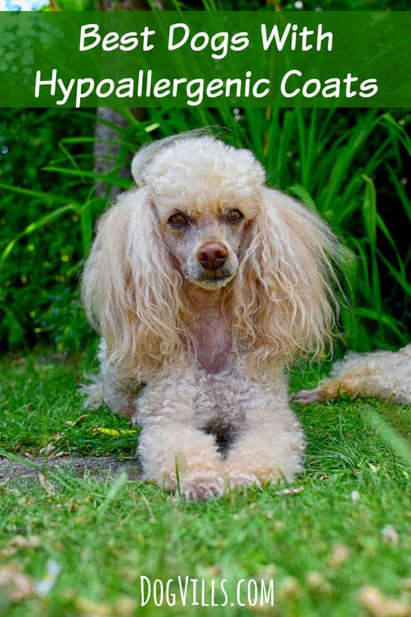 best hypoallergenic dogs best dogs with hypoallergenic coats vills best hypoallergenic dogs best dogs with hypoallergenic coats vills