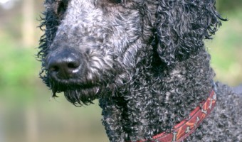 Wondering which breeds make the best hypoallergenic service dogs? Check out our thoughts on which of the large-breed allergy-free dogs are the best!