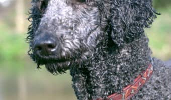 Wondering which breeds make the best hypoallergenic service dogs? Check out our thoughts on which of the large-breed allergy-free dogs are the best!