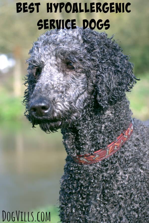 What are the Best Hypoallergenic Service Dogs? - Dog Vills