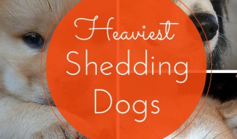 Wondering which are the least hypoallergenic dogs? Check out this list of dogs that shed the most so you know which canines to avoid at parties!