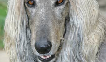With all this talk of small hypoallergenic dogs, maybe you're wondering about larger breeds. Good news! There are plenty of large breed hypoallergenic dogs!