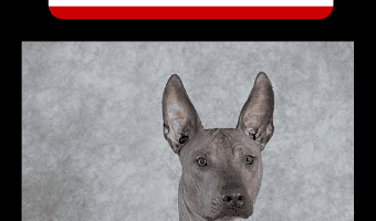 What is the most hypoallergenic dog. It's an often asked question. While no dog is truly hypoallergenic, certain breeds are more so than others.