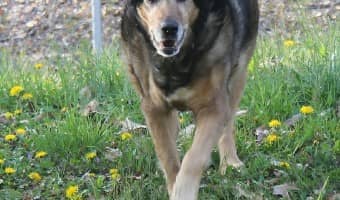 Are you neglecting your dog's dental health? Learn how to recognize the signs of dental disease and prevent problems from occurring in your pets.