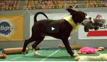 Check out Animal Planet's video of the final touchdown in the thrilling Puppy Bowl 2015!