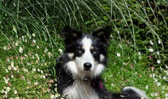 Learning how to save money on hypoallergenic dog food is important if your pup needs it. It can be quite expensive, so any amount of savings counts!