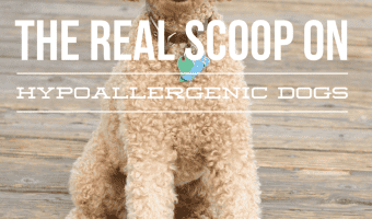 There is no such thing as a hypoallergenic dog. There are only dogs that are less prone to firing up your allergies. This doesn't mean you can't have one!