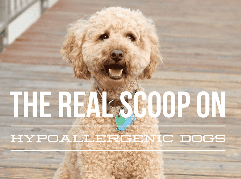 The Hypoallergenic Dog What's the Real Scoop Dog Vills