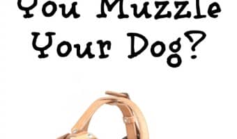 When should you muzzle your dog? Check out our dog training tips to find out the only times you should consider using a muzzle on your canine companion.