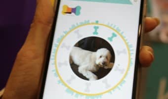 Wonder Woof does more than just track your dog's location & activity. It's also an incredible training tool, community for socializing and more.