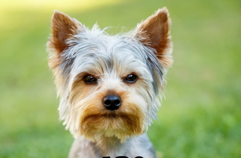 America's Top 50 Favorite Dog Breeds: Yorkie