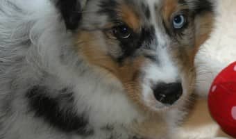 You've made your apartment itself friendly for your dog, but how do you make your "apartment dog" friendly when he's cooped up all day? Check out our tips!