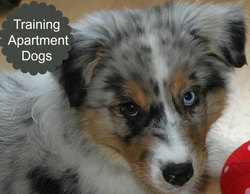 Five Ways to Make Your Apartment Dog Friendly Dog Vills