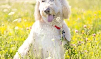 Why are some dogs hypoallergenic? It's a common question with no easy answer, because there really are no hypoallergenic dogs - only less allergenic ones.