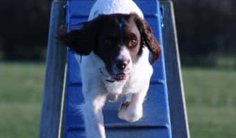 Want to make a dog training obstacle course like the one you saw on your favorite dog show, but don't have a Hollywood budget? Check out these tips for building one without going broke!