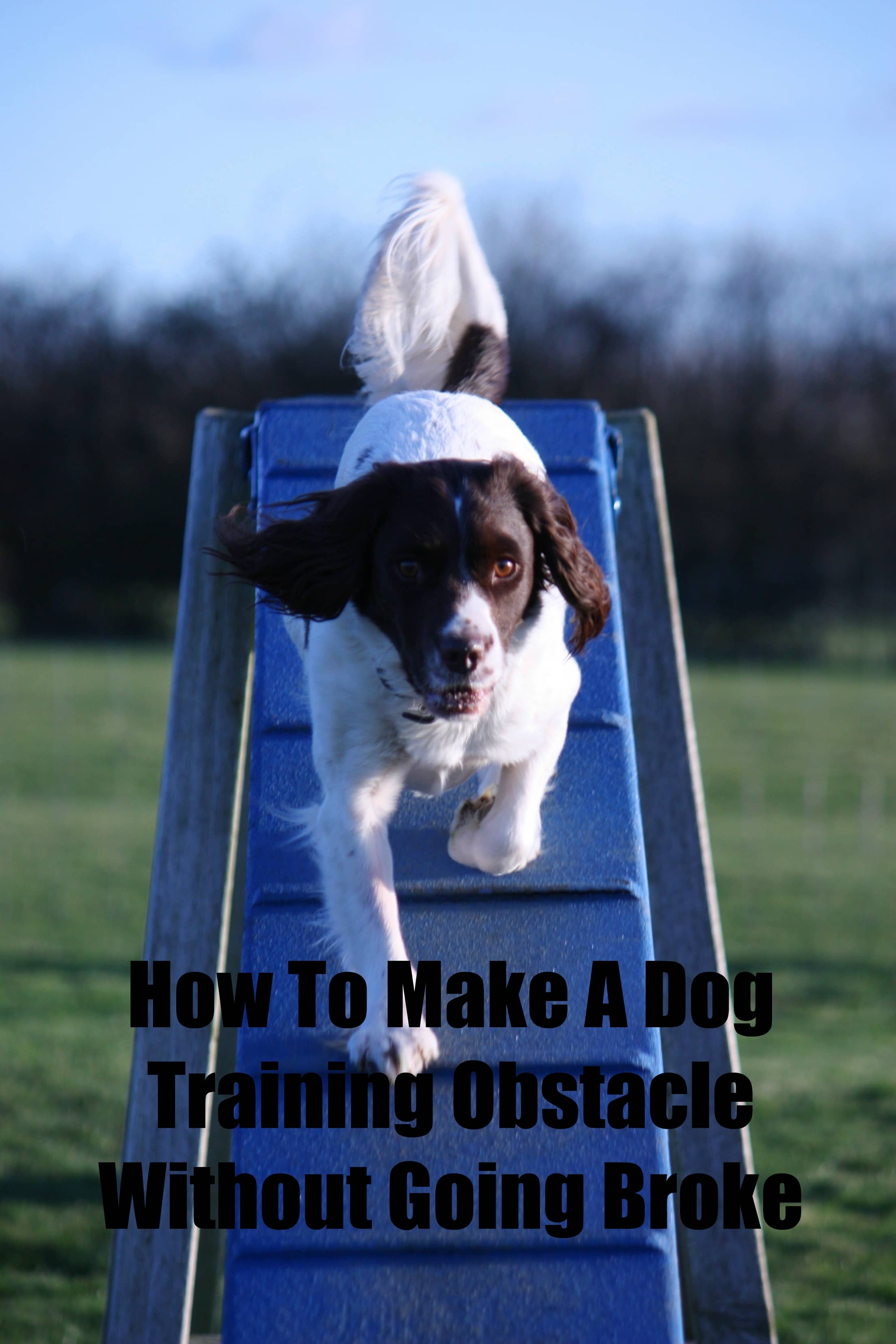 How To Make A Dog Training Obstacle Course on a Budget