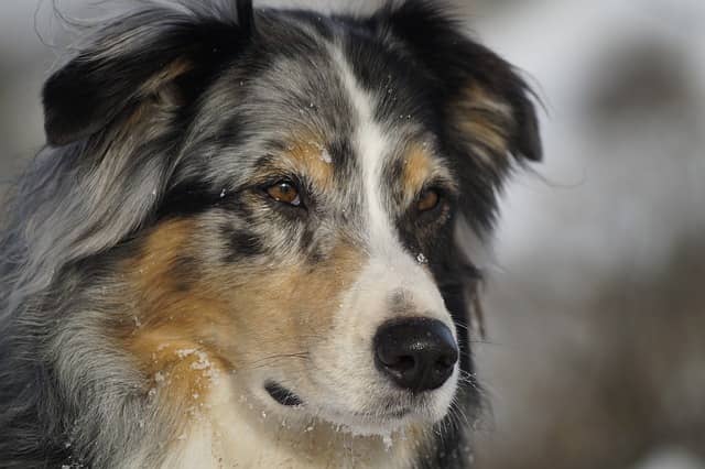 Australian Shepherd, a clingy dog breed
