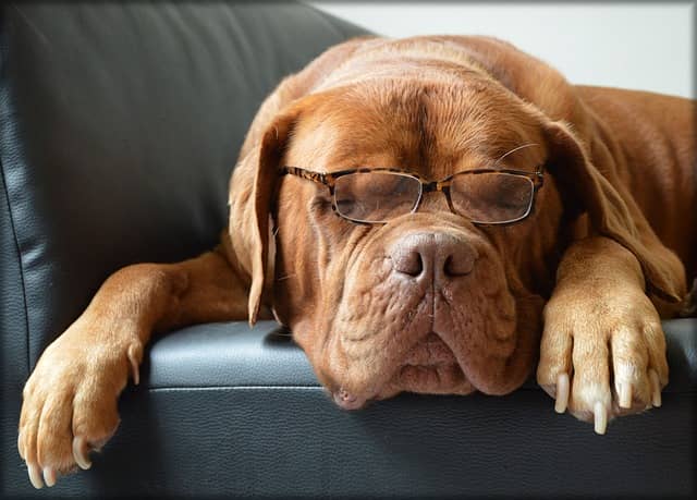 Top Big Dogs For Apartments Top Big Dogs For Apartments