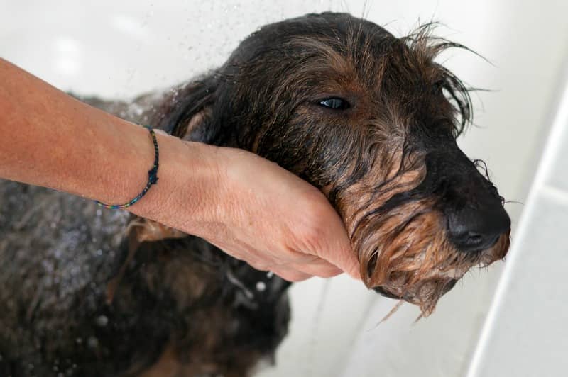 Which Dog Shampoo Is Right For Your Dog? Dog Vills
