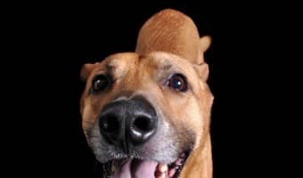 If you're in the process of training your dog, or if you need to break it of a bad habit, then a dog whistle app is your new best friend.