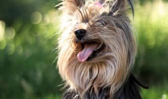 If you have a hypoallergenic dog, you also have a dog that needs extra grooming care. Here are the best tools for grooming your hypoallergenic dog.