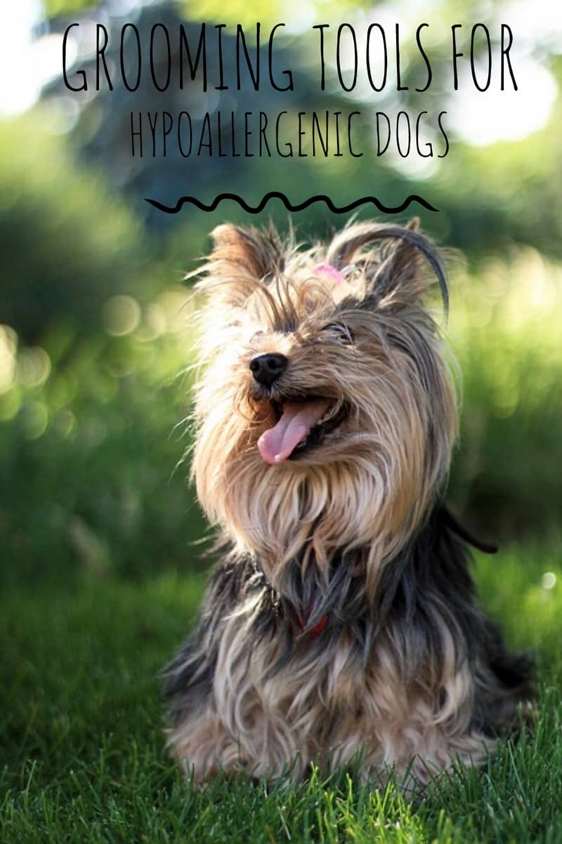 best grooming tools for shih tzu best shih tzu haircuts gallery haircut ideas for and best grooming tools for shih tzu best shih tzu haircuts gallery haircut ideas for and