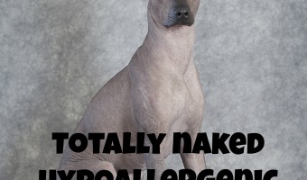 Totally naked dogs? Yes, they do exist! Check out these hairless breeds of hypoallergenic dogs. Bonus: you don' t have to worry much about grooming!