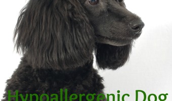 Wondering which hypoallergenic dog is best for you? Check out these awesome dog breed selector tools and find your ideal allergy-free canine companion!