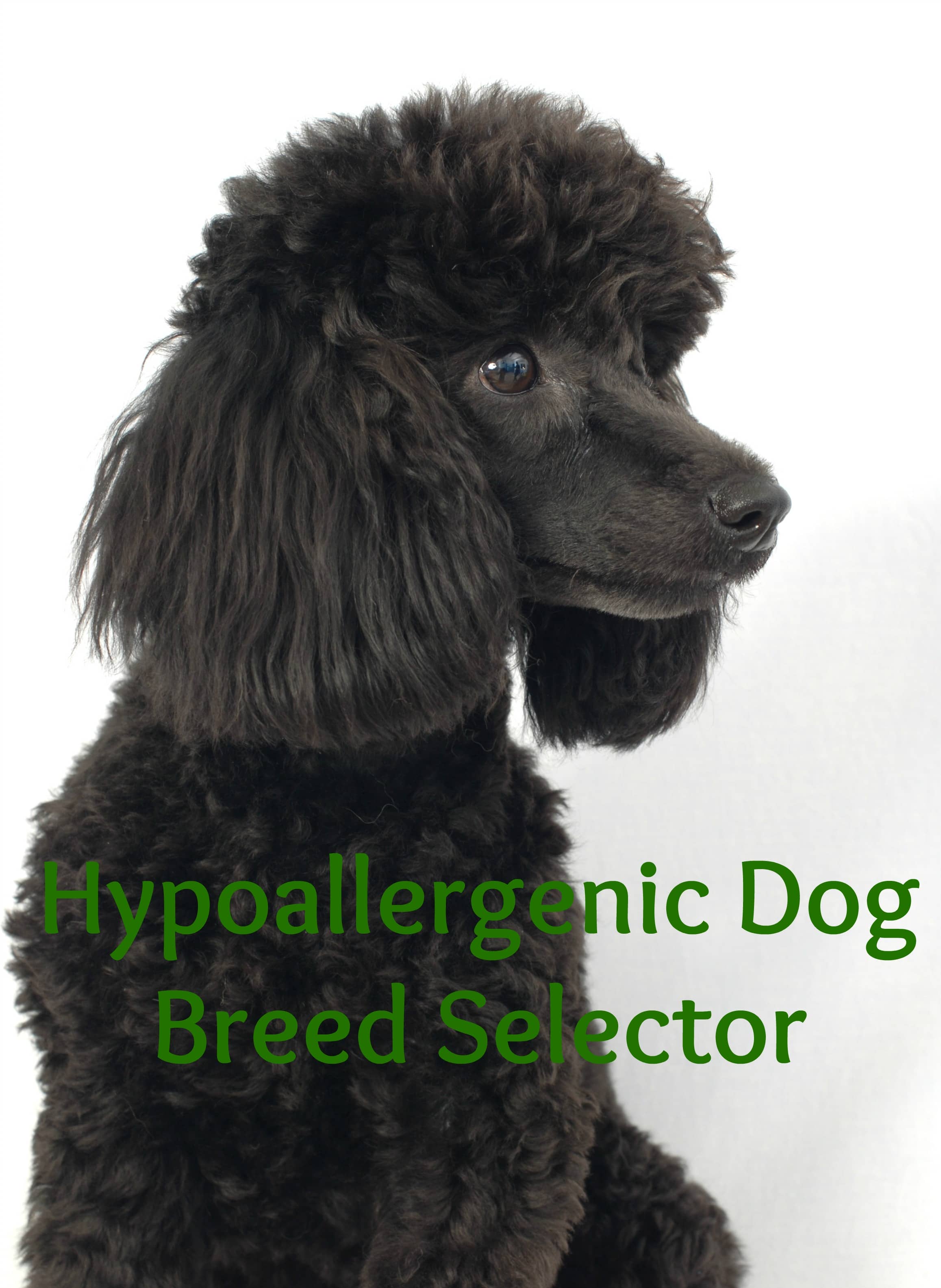 Hypoallergenic Dog Breed Selector - Dog Vills Hypoallergenic Dog Breed Selector - Dog Vills