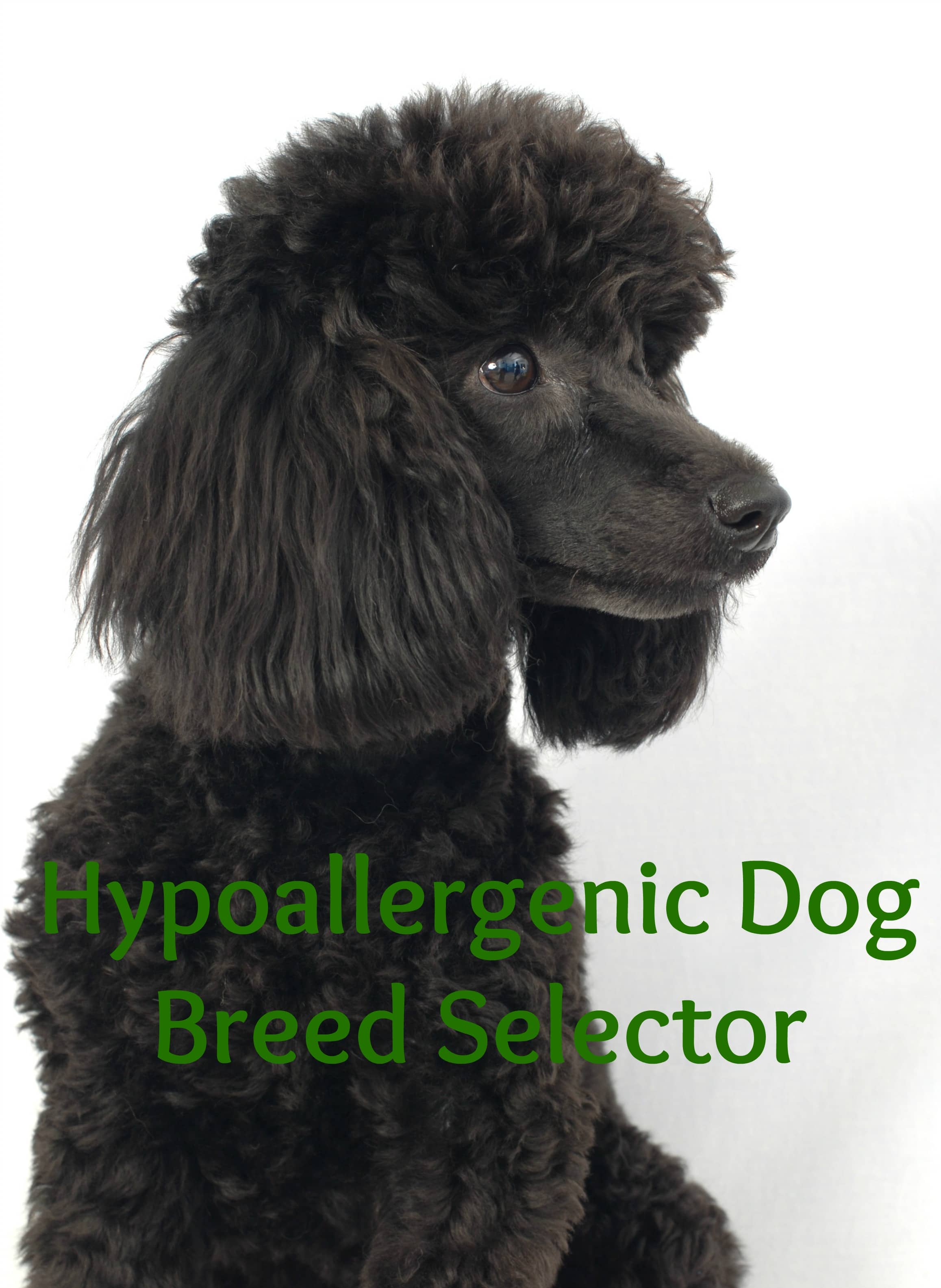 Hypoallergenic Dog Breed Selector Dog Vills