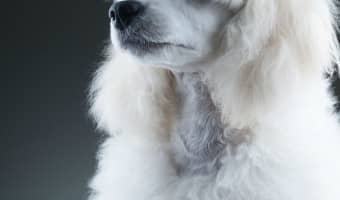 Wondering if there is a hypoallergenic dog breed test that can help you figure out which breed is best for you and your family? There actually is!